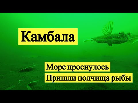 Видео: Камбала. Море проснулось. Подводная съёмка! // Flatfish. Underwater video! (Eng Subs)