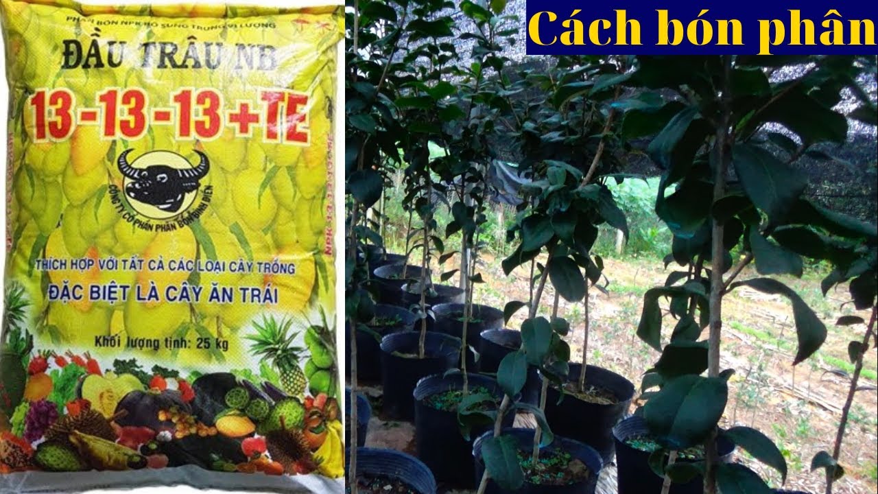 PHÂN BÓN TỐT NHẤT CHO CÂY HOA TRÀ MY MÀ ÍT NGƯỜI TIẾT LỘ .. VƯỜN KIM CHI