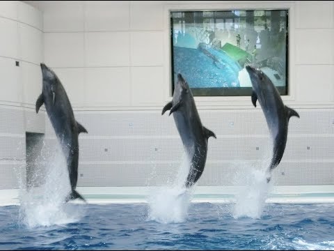 水族館 鹿児島