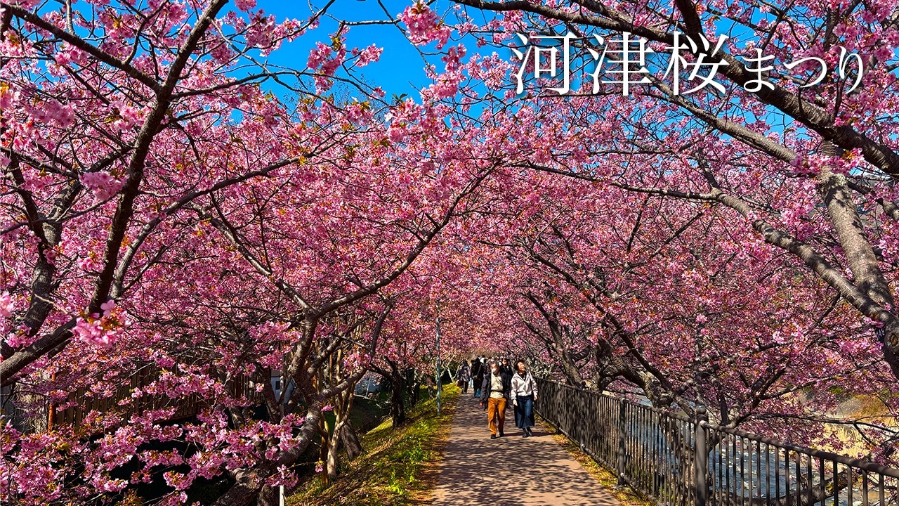 【河津桜まつり】満開の桜並木が続く川沿いの風景