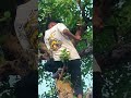 hi guys good morning #comedy #telugu #subscribe #youtubeshort #trending #vlog #myvillage #nature