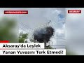 Aksaray’da leylek yanan yuvasını terk etmedi!