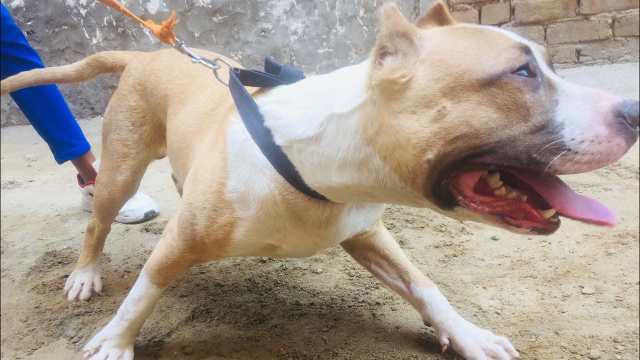 How To Make Your Dog Aggressive YouTube