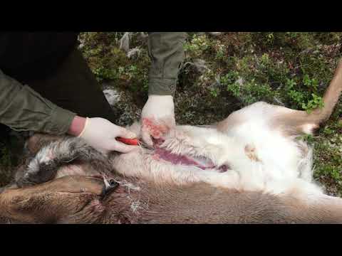 Video: Peurakarkotteet: Kuinka pitää peura poissa puutarhasta