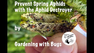 Prevent Spring Aphids with the Aphid Destroyer by Gardening with Bugs 8,128 views 2 years ago 16 minutes