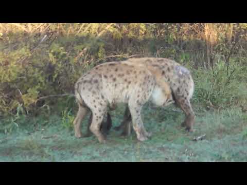 Stuning Hyena Interaction