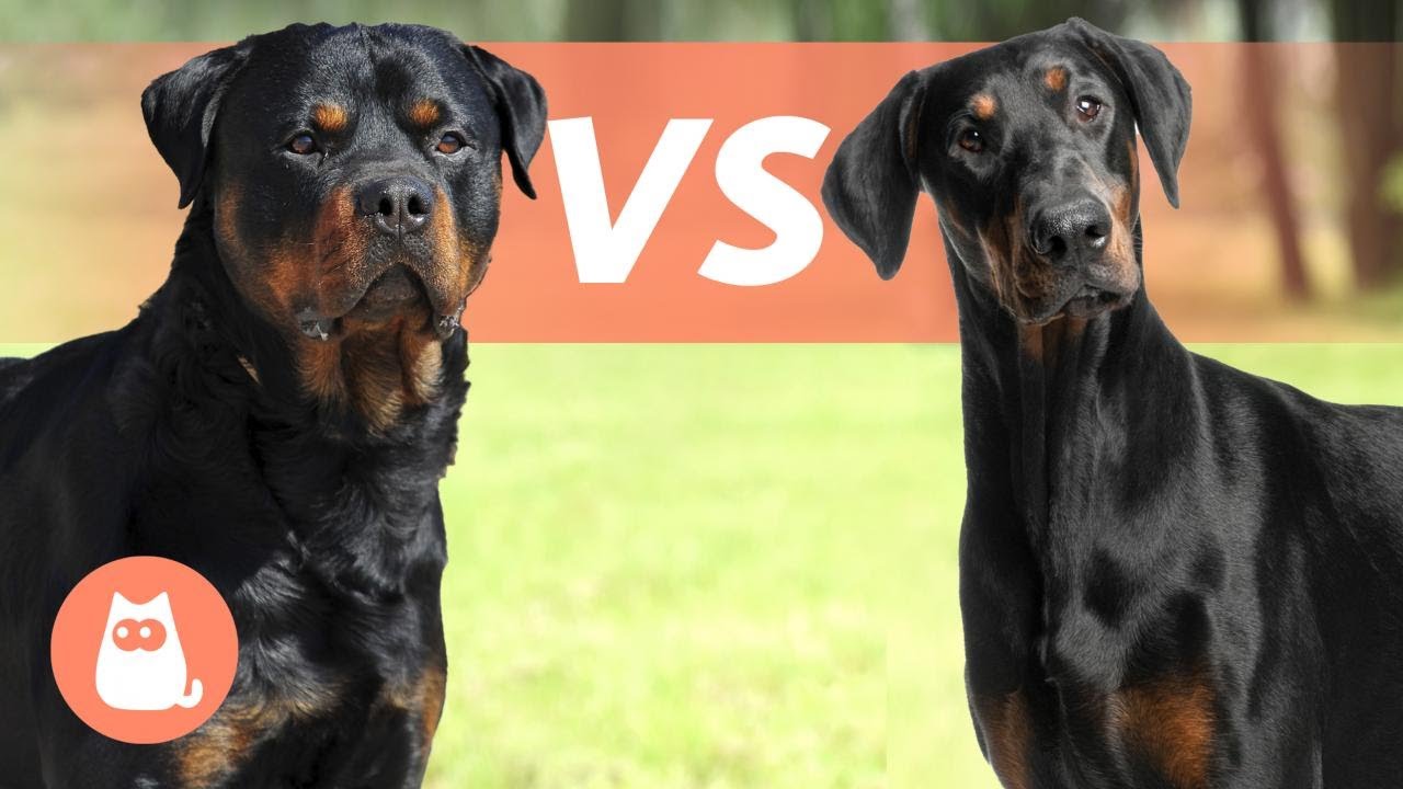 Rottweiler VS Doberman Pinscher  Which is Best for You? - YouTube