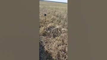 манок на перепела как работает манок на перепелов