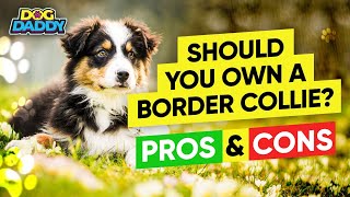 Should You Own A Border Collie These Are The Pros & Cons To Consider
