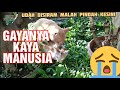 Kucing Hamil Dipaksa Kawin Sama Kucing Jantan, Sampai Berubah-ubah Gaya dan Tempat - Kucing Kawin