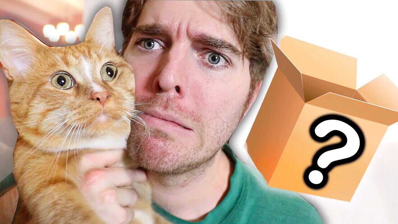 Shane Dawson Cat Best Cat Wallpaper