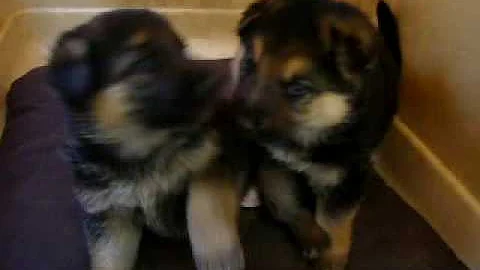 German Shepherd Puppies Playing