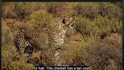 Get Curious Video Hidden Animals HMH First Grade