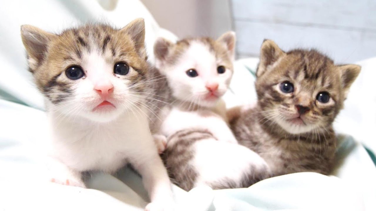 Симпатичные котята смотрят в камеру [Котята, охраняемые кошки]