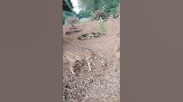 Rusa Tutul #zoo #rusa #ragunan #jakarta #trend #trending #hewanlucu #unik #satwa #happy #santai