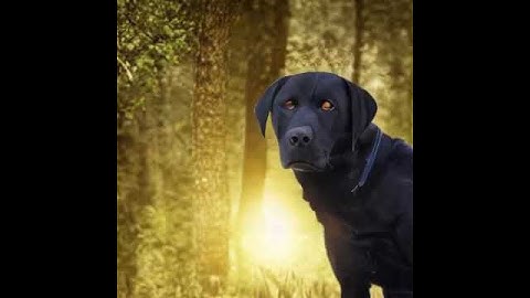 Hyperrealistic AI Art: Black Labrador Retriever in a Majestic Sunset