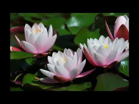 music from the world of osho here in my heart