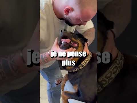 Vidéo: Les bases de la chiropratique canine