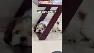 Zac watching TV #puppy #dog #viral #ytshorts #cute #doglover