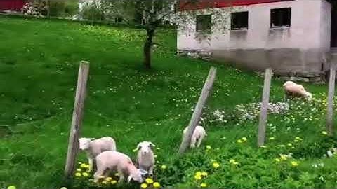 ما تيسّر من سورة يونس بصوت الشيخ أحمد بن علي