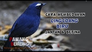 CIRI BURUNG CINGCOANG BIRU JANTAN \u0026 BETINA