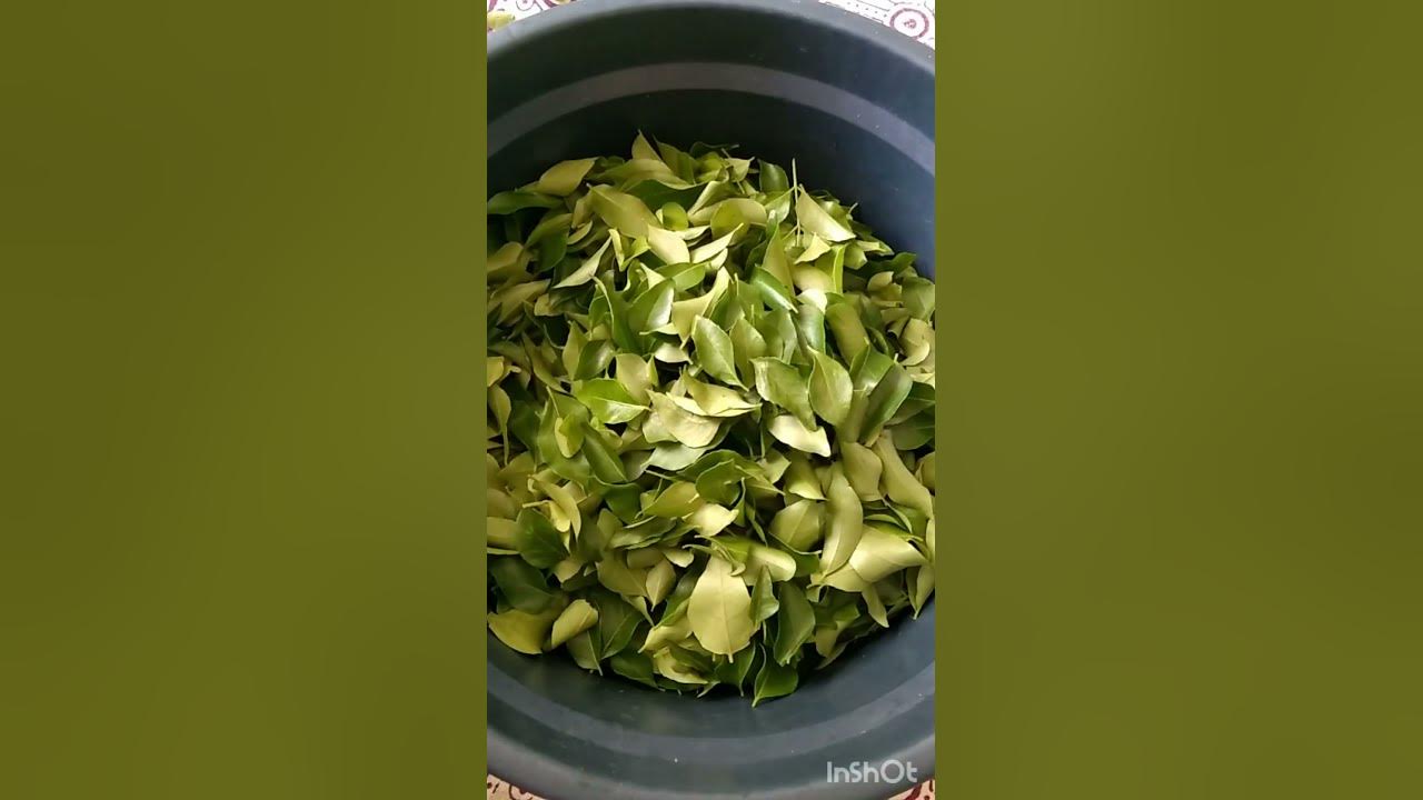 How to store curry leaves for long time Tips & tricks YHD. YouTube