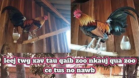 qaib dib zoo nraug ce tsis tshaj tu no li nawb qua zoo tas zog tsis khoom dib ces muag  23876723