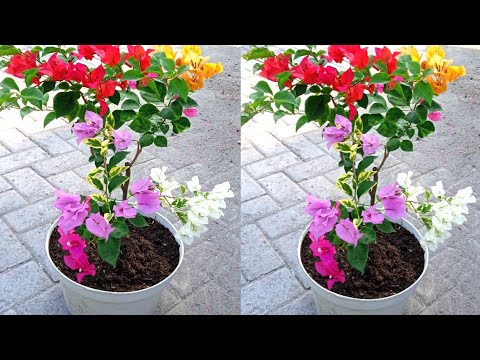 Video: Penjagaan Bekas Bougainvillea - Cara Menanam Bougainvillea Dalam Pasu