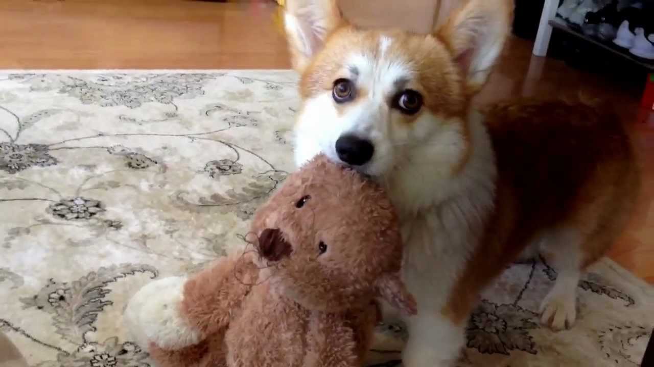 corgi teddy bear dog