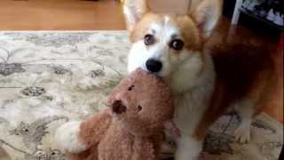 Adorable Corgi Yuki Won't Fetch w/o BEAR!!!