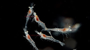 Tôm giống Công nghệ cao VUS Leader mang đến sự an tâm cho người nuôi