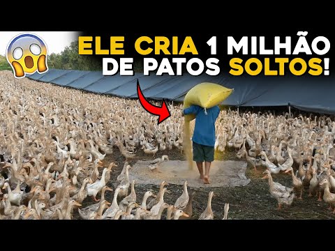 Video: Periodo de validez de la leche en polvo: composición, tipos y clasificación