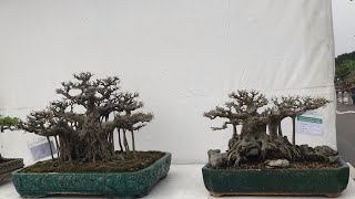 Dùng cây Sanh làm bonsai và ý nghĩa phong thủy