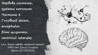картинка: Нервова система, systema nervosum Частина 8 Бічні шлуночки великого мозку, ventriculi laterales