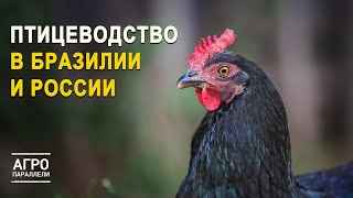 Как разводят кур в России и Бразилии? Агропараллели. Выпуск №7