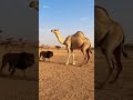 Wild Arena | Camel vs Lion – Ultimate Desert Showdown (8K Ultra Realistic)