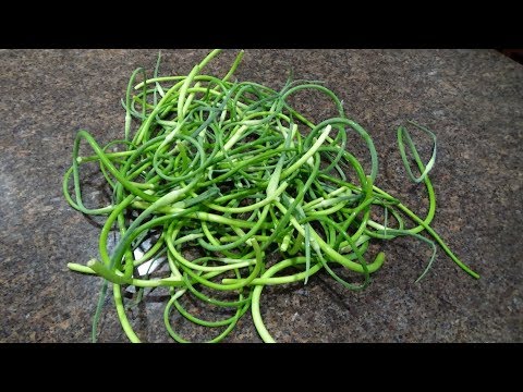 Growing Garlic Scapes  from Seed