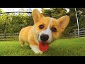 Funny and Cute corgi puppies videos compilation 2021❤ Cutest corgis Ever! Part 3