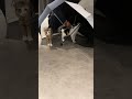 很喜歡研究鄰居的傘 小38 歐練 オレン Olén Little38 みけ Cat Kitten Pets 猫 ねこ Meow 