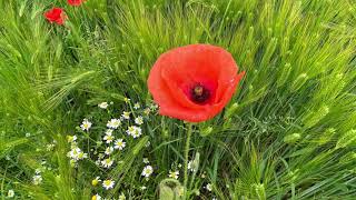 Poppies