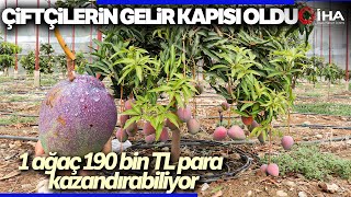 Çiftçinin Yeni Gözdesi Mango: Bir Ağaç 190 Bin TL Kazandırıyor