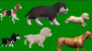 Dog Running And Walking Stampede