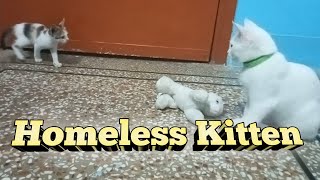 Homeless Kitten | Cute Kittens