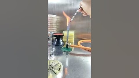 KOH Test: The Bacteria Differentiation Trick You NEED to Know