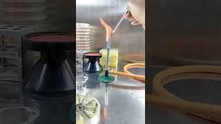 Koh Test The Bacteria Differentiation Trick You Need To Know