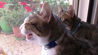 Cats meowing at birds