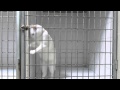 Youtube Thumbnail Chamallow, le chat roi de l'évasion - The cat king of escape