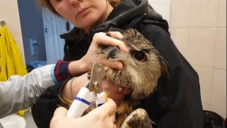 Yolka the owl inspected by the vet