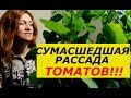 СУМАСШЕДШИЙ РОСТ РАССАДЫ ТОМАТОВ, КРЕПКИЕ РАСТЕНИЯ, ОГРОМНЫЙ УРОЖАЙ ! СУПЕР  СПОСОБ