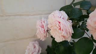 Плетистая роза Джардина  (Giardina)
